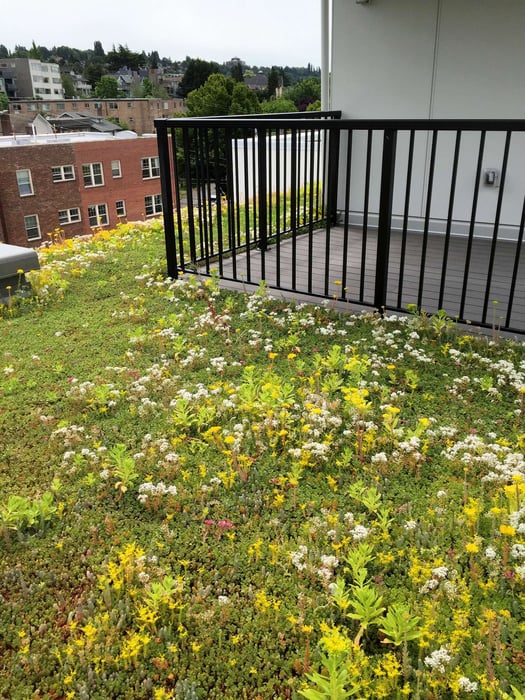 How to Install a Green Roof A Guide For Property Managers